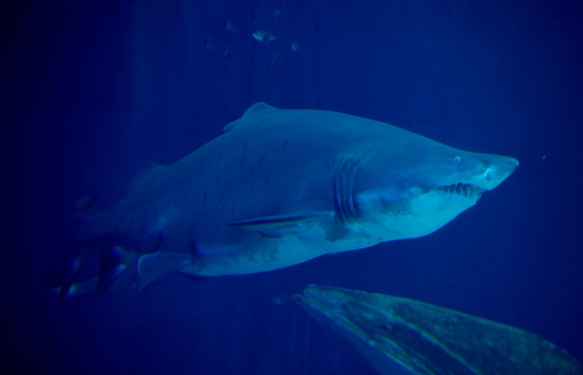 A sand tiger shark is pictured in Stralsund's oceanarium, Germany, on July 10, 2013. (Stefan Sauer/DPA/AFP via Getty Images)