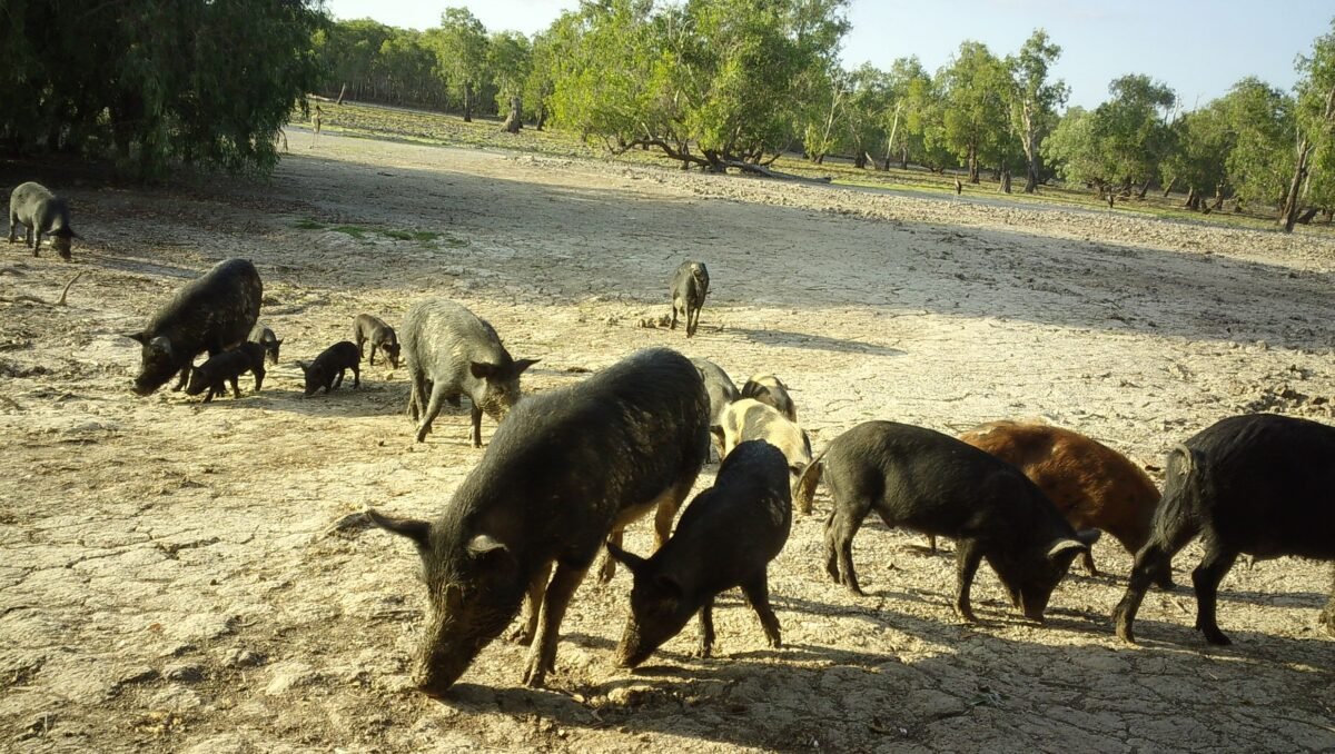 Feral pigs caught on motion detecting camera in northern region of Kakadu National Park. (Parks Australia)