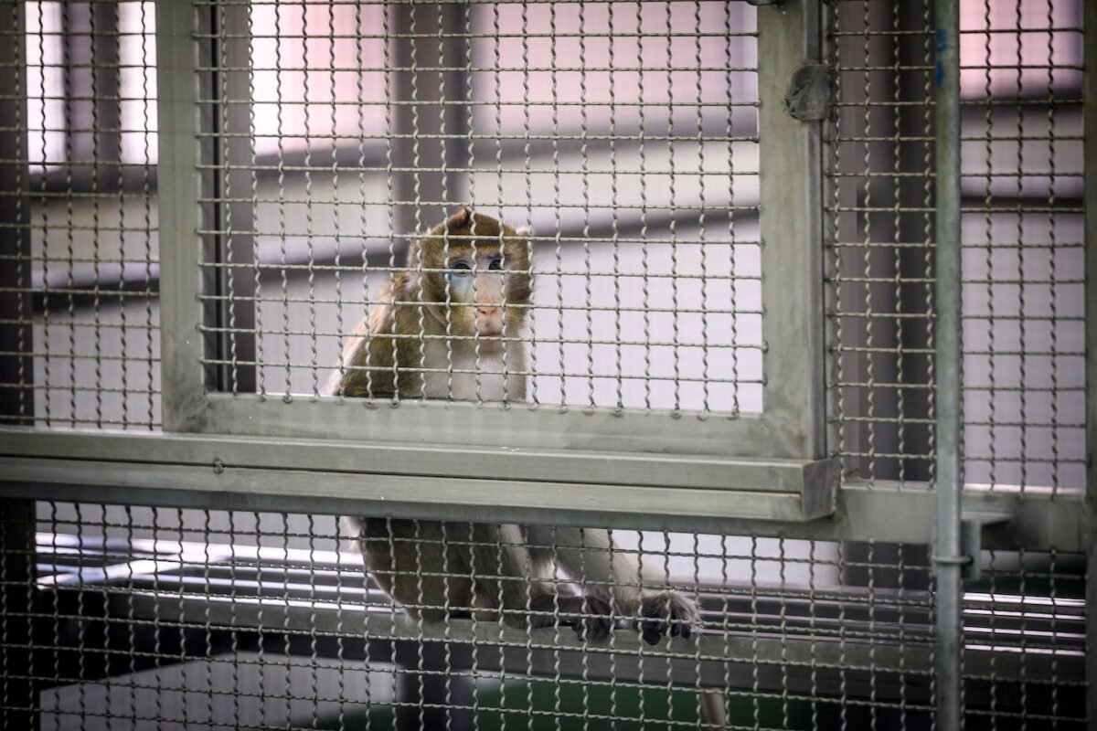 A laboratory monkey sitting in its cage in a breeding center in Southeast Asia on May 23, 2020. (Mladen Antonov/AFP via Getty Images)
