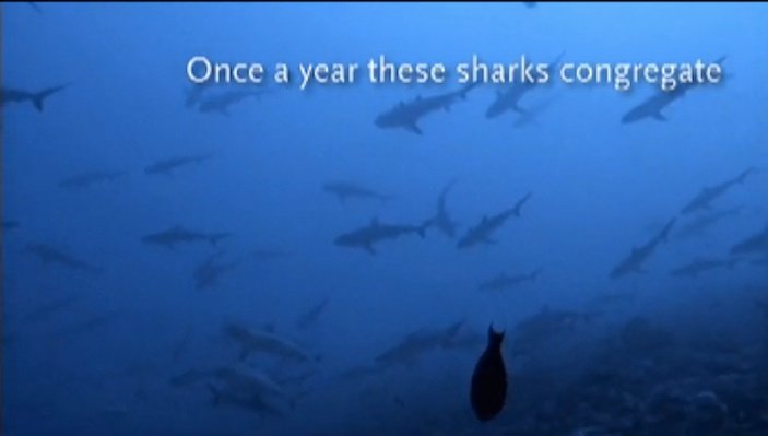 Screen grab of "Mating Grey Reef Sharks" by Jean-Micheal Cousteau Ocean Futures Society