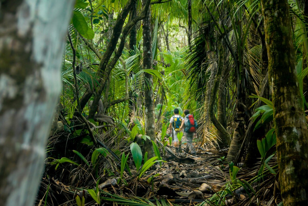 Undated image shows hikers making their way through the thick jungle of Corcovado National Park, Costa Rica. (Louis Michel Desert/Dreamstime/TNS)
