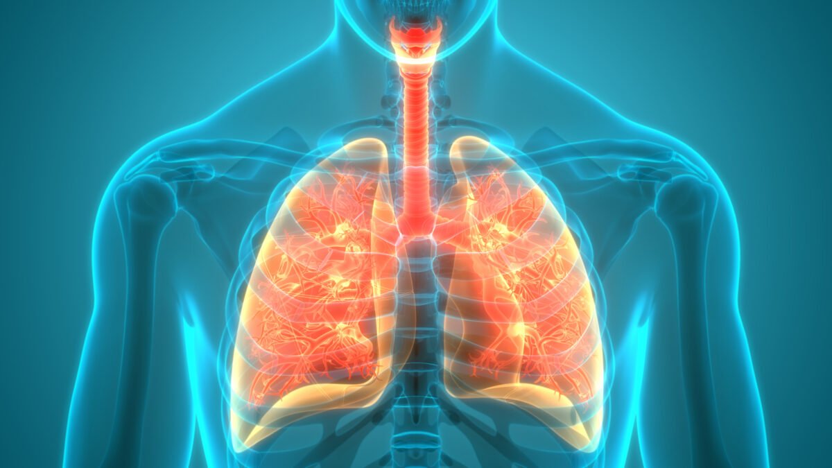 A 3D illustration of human respiratory system. (ShutterStock)