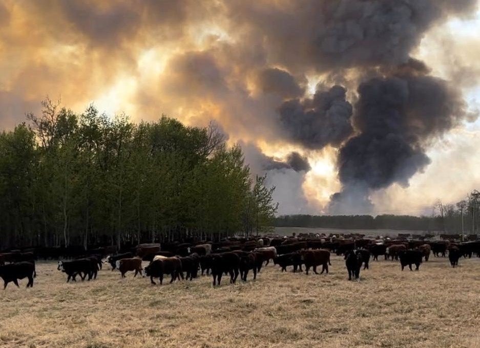 Smoke billows above cattle on a farm as wildfire burn in Alberta in May 2023. (Courtesy of Grant Taillieu/Facebook)