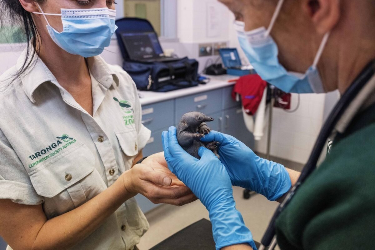 A supplied undated image obtained Feb. 11, 2022 shows ‘Weja’, the young Echidna. ‘Weja’ was rescued and brought to Taronga Wildlife Hospital in October 2021. (AAP Image/Supplied by Taronga Conservation Society Australia)