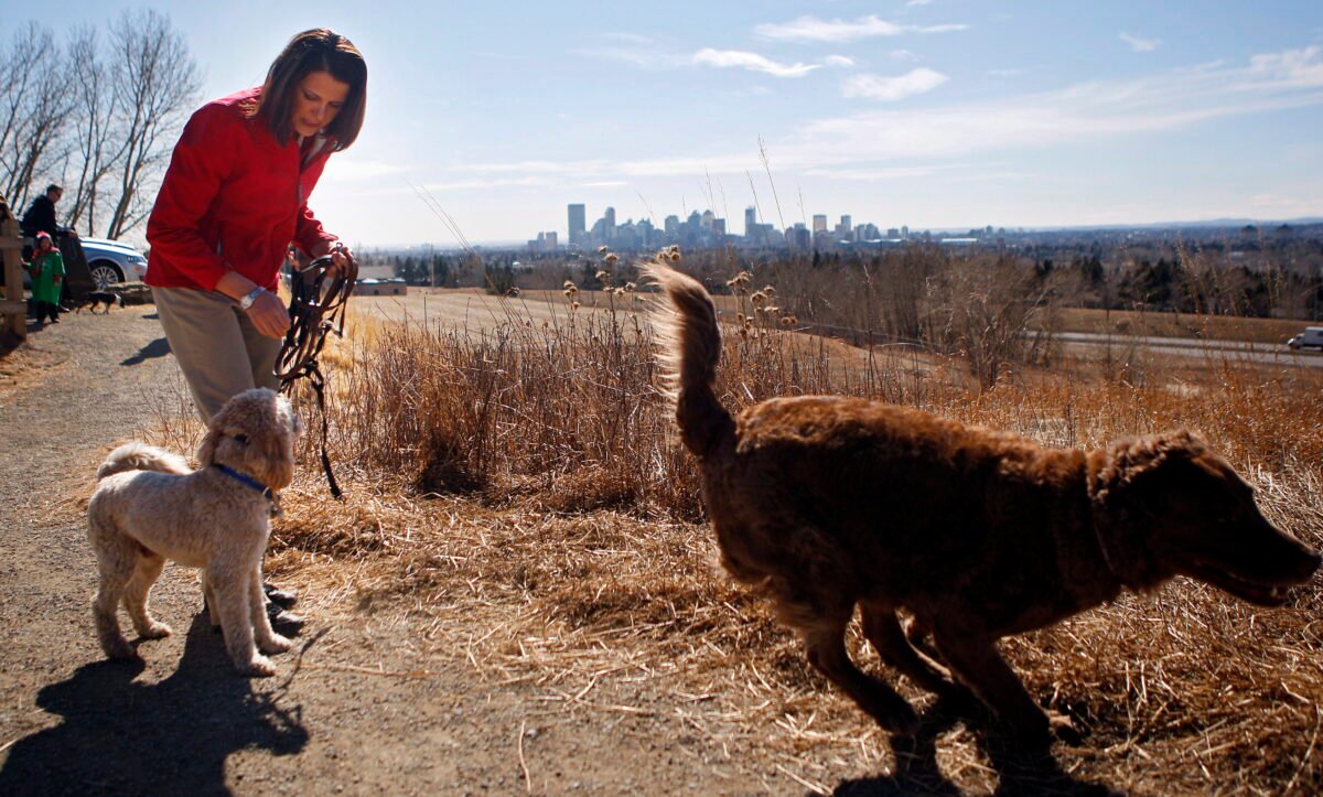 Former Wildrose leader Danielle Smith shown taking her dogs, Caine (L) and Turk, for a walk while making a campaign stop in Calgary, Alta., on March 31, 2012. (Jeff McIntosh/The Canadian Press)