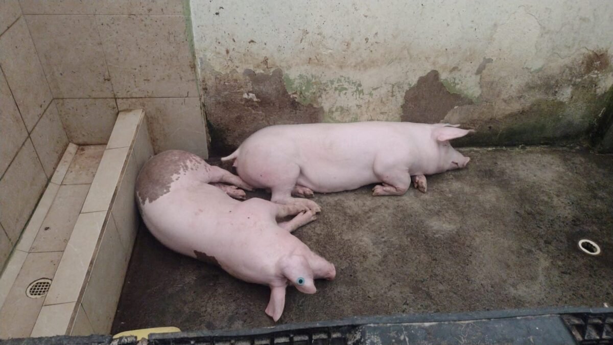 View of pigs confiscated by members of Ecuador's security forces in a high security jail, in Santo Domingo, Ecuador, in this image released on June 16, 2023 and obtained from social media. (Fuerzas Armadas del Ecuador via Twitter/via Reuters)