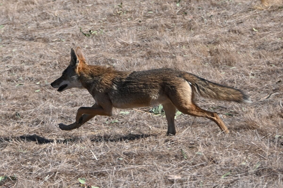 A coyote runs from a wildfire in Chino, Calif., on Oct. 27, 2020. (Robyn Beck/AFP via Getty Images)