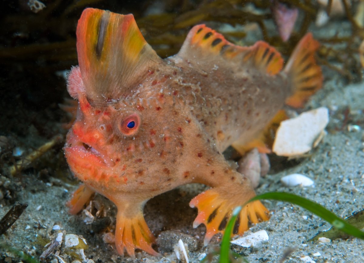A supplied image obtained on October 2, 2019, shows a red handfish. The fish is believed to be the world's rarest with fewer than 100 left on the planet. (AAP Image/University of Tasmania, Rick Stuart-Smith)