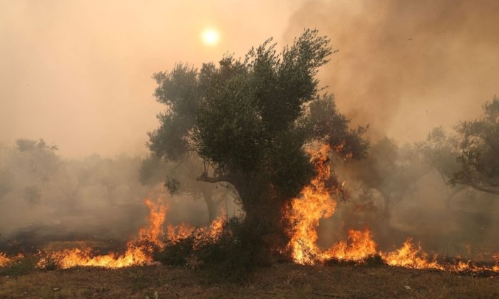 18 Burned Bodies, Possibly of Migrants, Found in Greece Fires