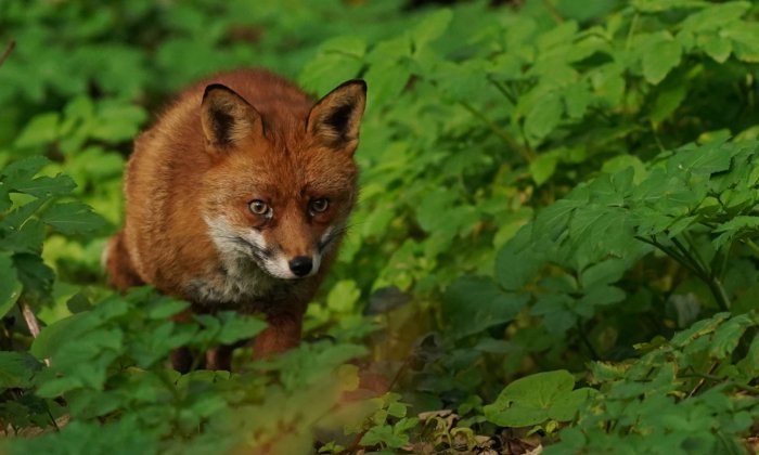 Campaigners Tell Scottish Government Banning Snares Could Devastate Rare Species