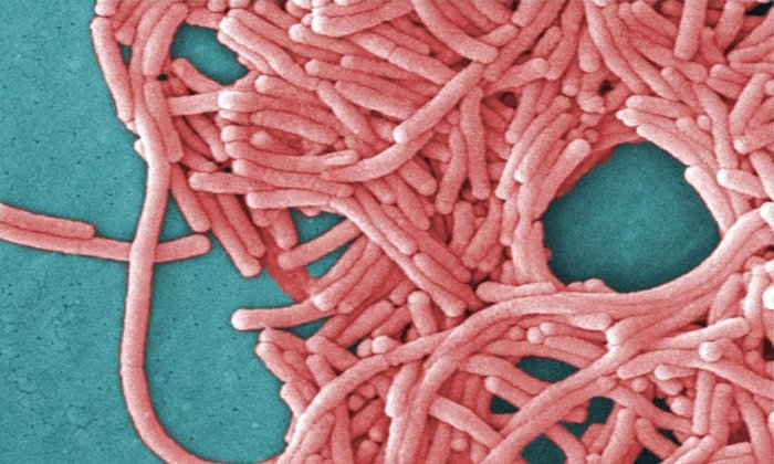 Nova Scotia Health Officials Say Legionella Outbreak in New Glasgow Considered Over