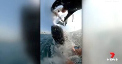 Caught on Camera: Australian Windsurfer Hit by Airborne Whale