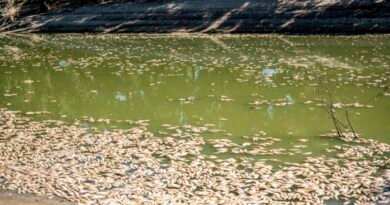 'Very High' Risk of Major Summer Fish Kill in Darling River