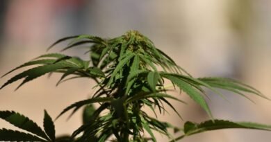 Cabinet to Spend More Than $1 Million on Review of Legal Marijuana
