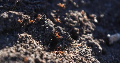 Invasive Fire Ants Jump Border From Queensland to NSW