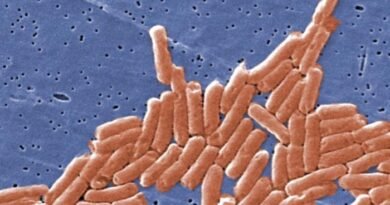 Salmonella Outbreak in 6 Provinces Linked to Raw Pet Food, Cattle: Public Health Agency