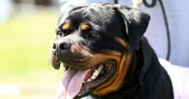 Queenslanders Face Jail and Fines for Serious Dog Attacks