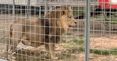 Rome, Italy: Circus Lion Captured After 7 Hours on the Loose