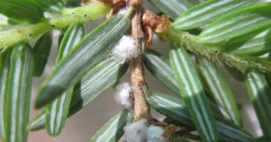 Tiny Beetle to the Rescue of NS Hemlocks Attacked by Woolly Invasive Insect