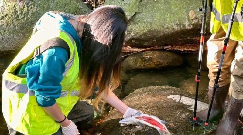 BC Stream Watchers Link 'Unprecedented' Coho Salmon Kill to Tire Toxin and Drought