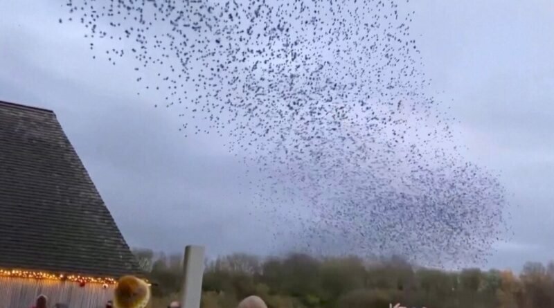 Stunning Starling Murmuration Captured Over UK Nature Reserve