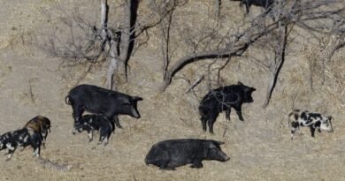 A Population of Hard-to-Eradicate 'Super Pigs' in Canada Is Threatening to Invade the US