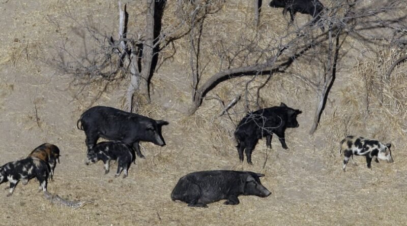 A Population of Hard-to-Eradicate 'Super Pigs' in Canada Is Threatening to Invade the US