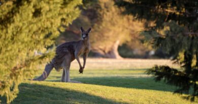 Durham Police Catch Missing Kangaroo by the Tail