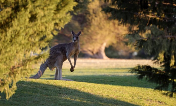 Durham Police Catch Missing Kangaroo by the Tail