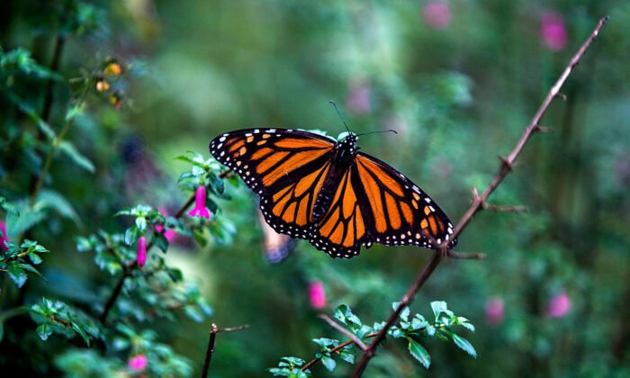 Canada Places Monarch Butterflies on Country's Endangered Species List
