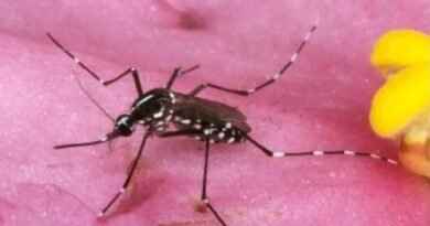 Australian Researchers Discover 'World First' Malaria Breakthrough