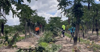 Cyclone Crop Damage to Hit Supply as Farmers Count Cost