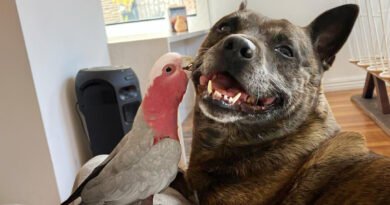 VIDEO: Dog Helps Rescue an Injured Australian Cockatoo, Now They Are the Best Friends