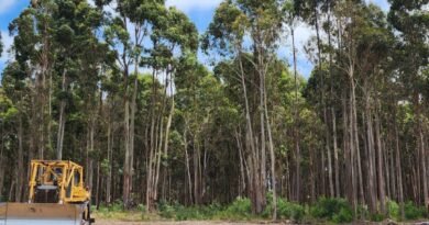 Judge Orders Logging Suspension in Tasmania Amid Legal Challenge
