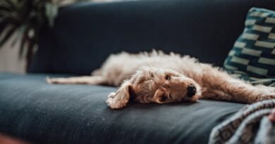 Gen Z More Likely to Take as Many Photos of Pets as Family Members: CBA Research