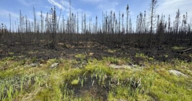 Quebec Man Pleads Guilty to Setting 14 Forest Fires, Forcing Hundreds From Homes