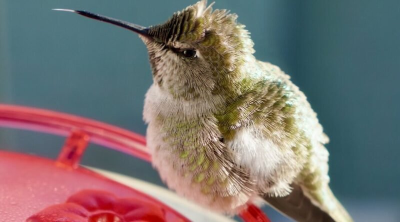 BC Animal Rescue Group Receives Dozens of Hummingbirds Over Cold, Injuries