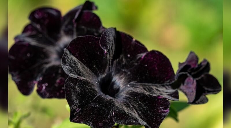 From Gothic to Gorgeous: How Black Flowers Are Transforming Gardens Worldwide