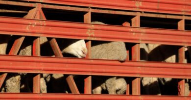 Stranded Livestock to Be Rested on Land, Then Exported