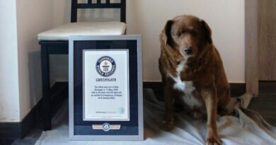Guinness World Records Annuls ‘Oldest Dog Ever’ Title for a Dead Portuguese Canine After an Inquiry