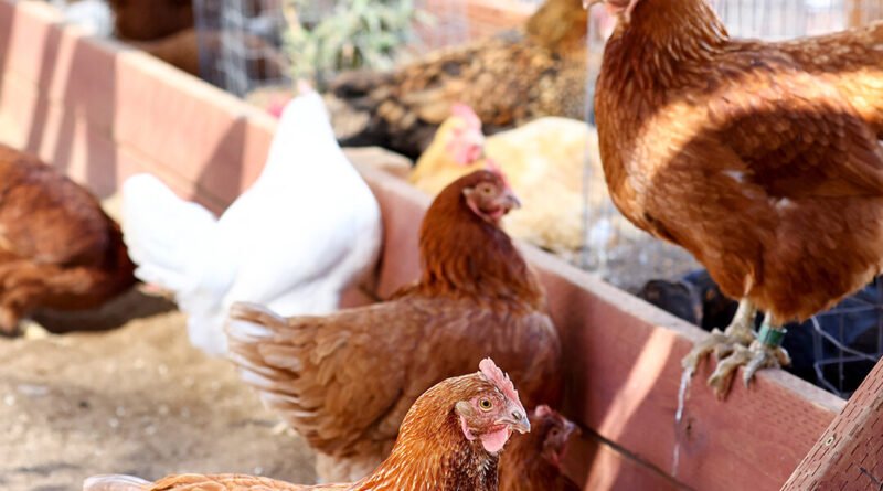 Would You Buy a Fitbit for a Chicken?