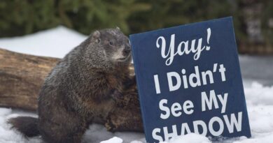 Groundhog Day: Canada’s Famous Furry Forecasters Predict Early Spring