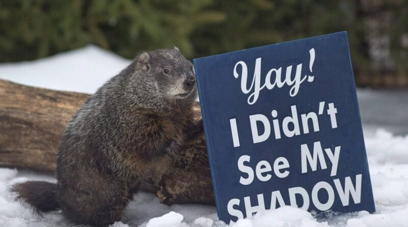Groundhog Day: Canada’s Famous Furry Forecasters Predict Early Spring