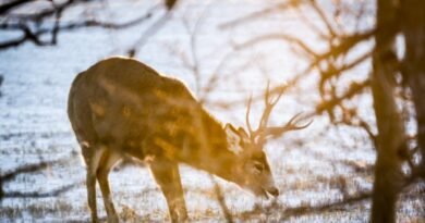 First Cases of Fatal Chronic Wasting Disease Found in BC Deer