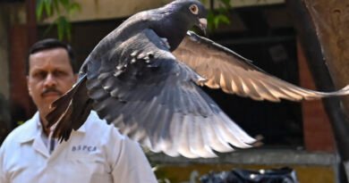 Indian Police Clear a Suspected Chinese Spy Pigeon After 8 Months in Bird Lockup