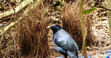 Major Supermarket’s Transition to Clear Bottle Lid Saves Birds: Wildlife Groups