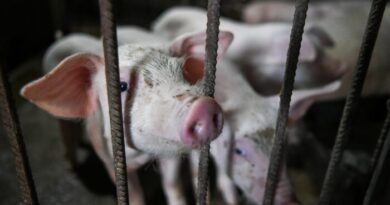 Man Fined for Biting Pet Pig During ‘Torturous’ Assault