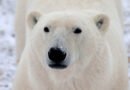 Police Kill Polar Bear Exhibiting Stalking Behaviour Near Northern Ontario First Nation School