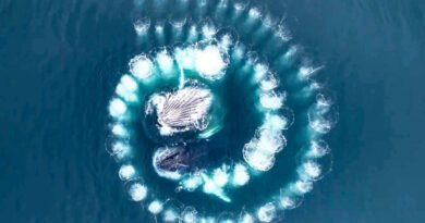 Humpback Whales Form Mesmerizing Spiral of Bubbles Under Water, Here' Why: Drone Video