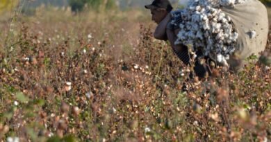 Forced Labour Crimes Increase 50 Percent in Australia